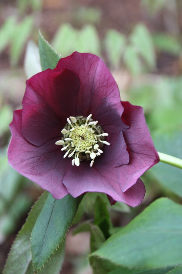 Image of Helleborus x hybridus Winter Delights Violet taken at Juniper Level Botanic Garden, Raleigh NC by JLBG