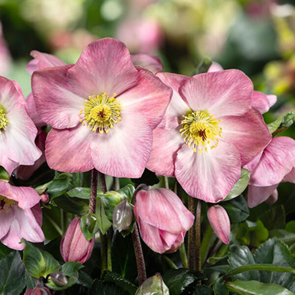 Image of Helleborus x lemperii 'Katie' PPAF by Heuger Gartenbaubetriebe