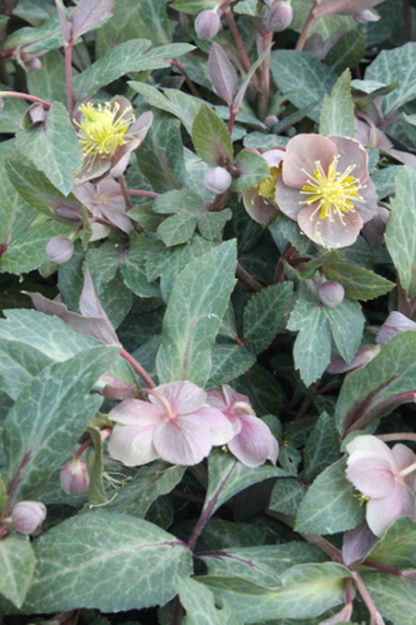 Image of Helleborus lividus