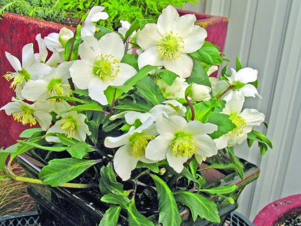 Image of Helleborus niger 'HGC Jacob' PP 17,799 taken at Skagit Gdns, WA by Skagit Gardens