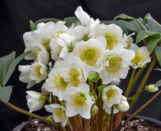 Image of Helleborus niger 'Snowbells' taken at Walters Gardens, MI by Walters Gardens, Inc.