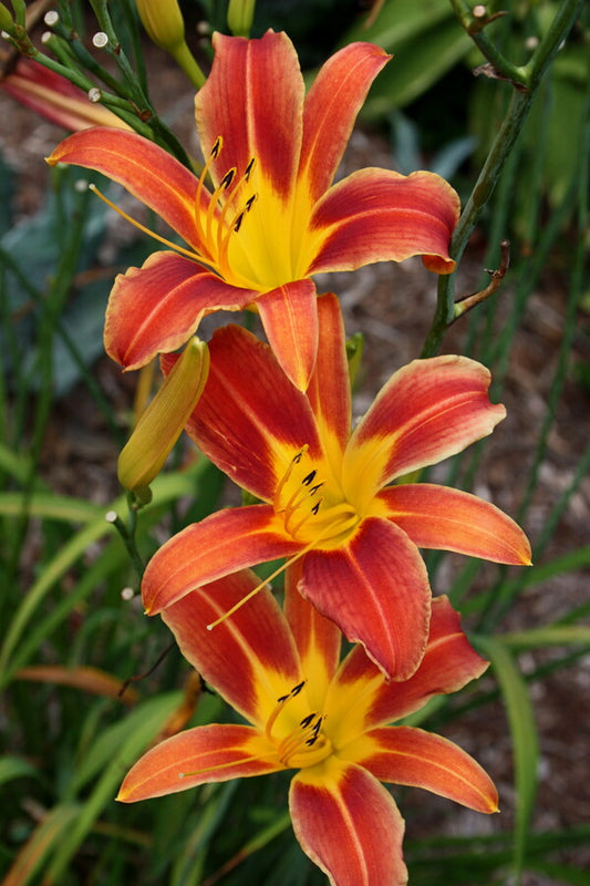 Image of Hemerocallis 'Chancellor' taken at Juniper Level Botanic Gdn, NC by JLBG