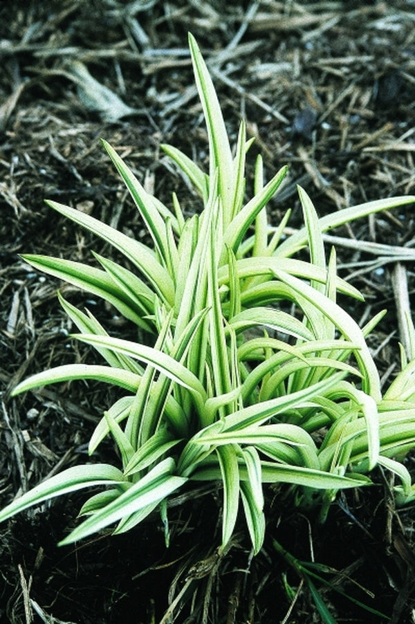 Image of Hemerocallis 'Secured Borders' taken at Juniper Level Botanic Gdn, NC by JLBG