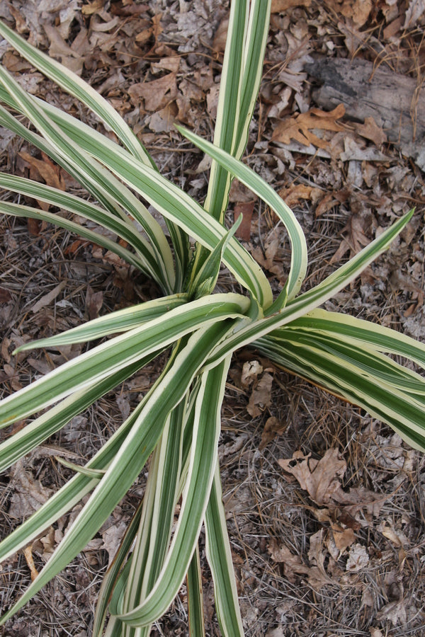 Image of Hemerocallis 'Striped Fantastic' PP 23,154 taken at Juniper Level Botanic Gdn, NC by JLBG