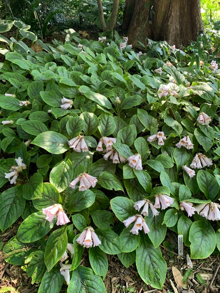 Image of Hemiboea subacaulis var. jiangxiensis 'Jiangxi Bells' taken at Juniper Level Botanic Garden, Raleigh NC by Lidia Churakova