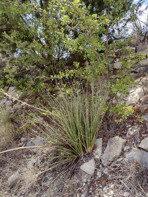 Image of Hesperaloe engelmannii 'San Saba' taken at San Saba, TX by W. Roitsch