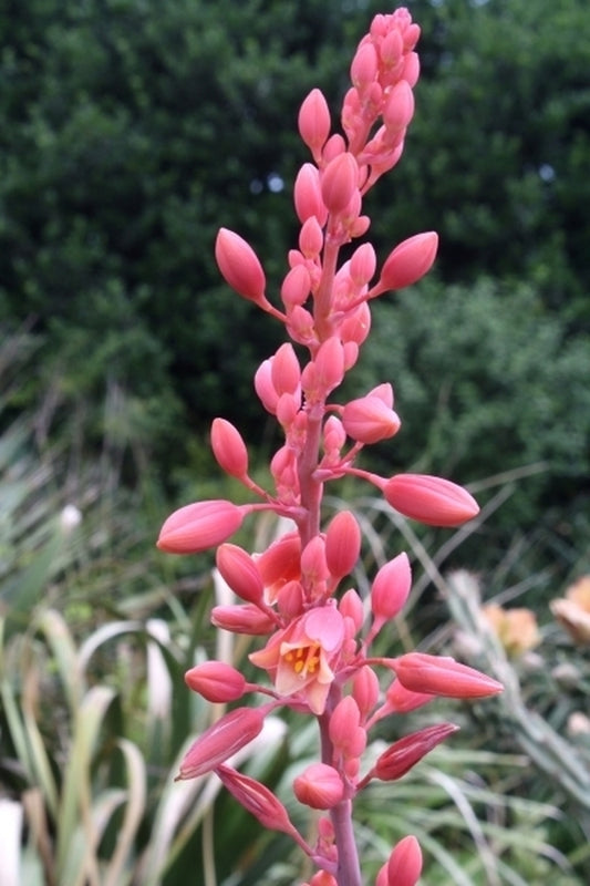 Image of Hesperaloe parviflora taken at Juniper Level Botanic Gdn, NC by JLBG