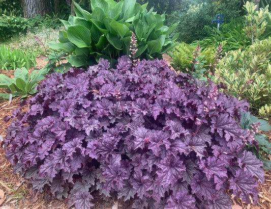 Image of Heuchera 'Grande Amethyst' PP 30,932 taken at Juniper Level Botanic Gdn, NC by C. Hardison