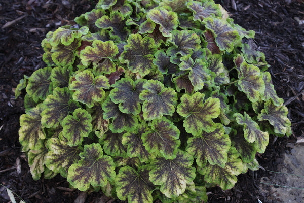 Image of Heucherella 'Solar Eclipse' PP 23,647