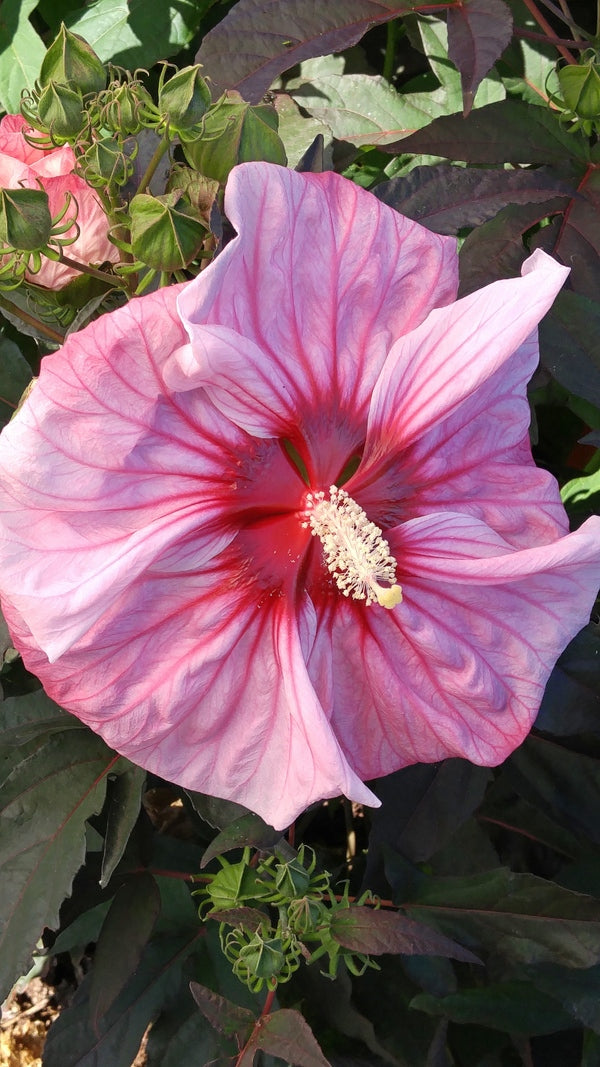 Image of Hibiscus 'Cherry Choco Latte' PP 30,738 taken at Walters Gardens, MI by T. Avent