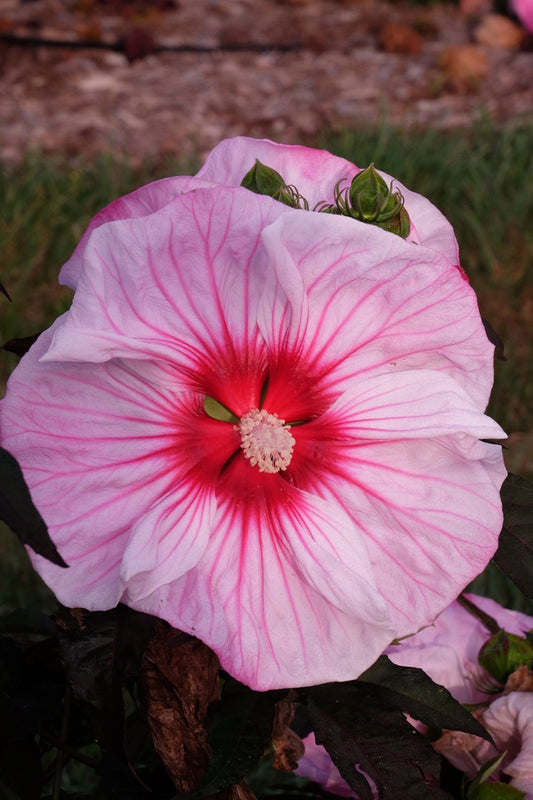 Image of Hibiscus 'Cherry Choco Latte' PP 30,738 taken at Walters Gardens, MI by JLBG