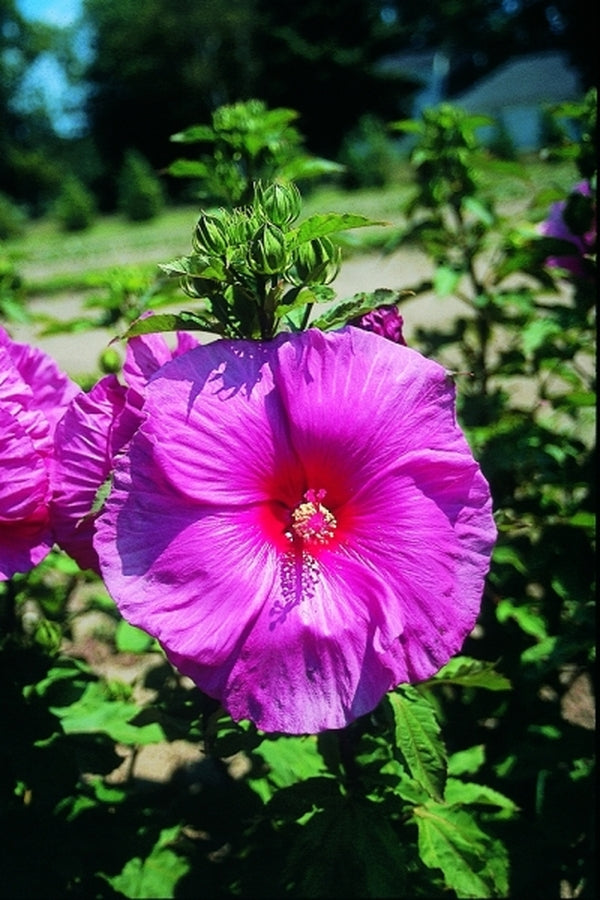 Image of Hibiscus 'Fantasia' taken at Walters Gardens, MI by www.perennialresource.com