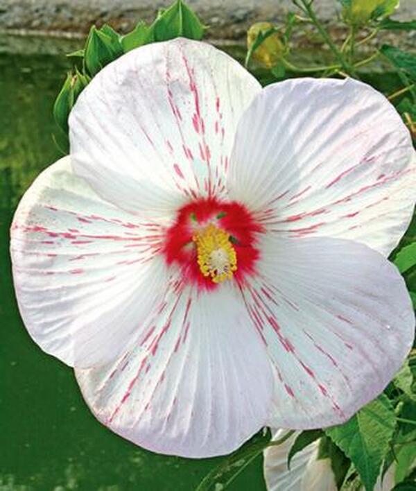 Image of Hibiscus 'Peppermint Flare' taken at Juniper Level Botanic Gdn, NC by JLBG
