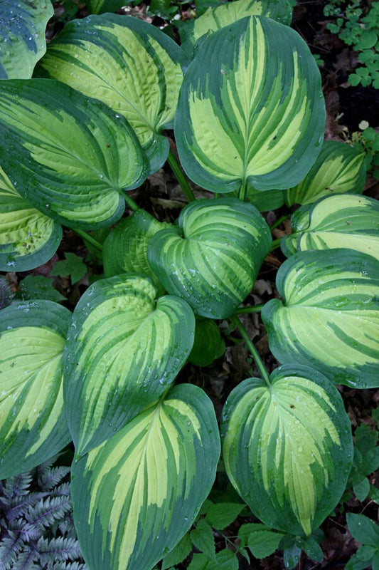 Image of Hosta 'Angel Falls' PP 28,785 taken at Walters Gardens, MI