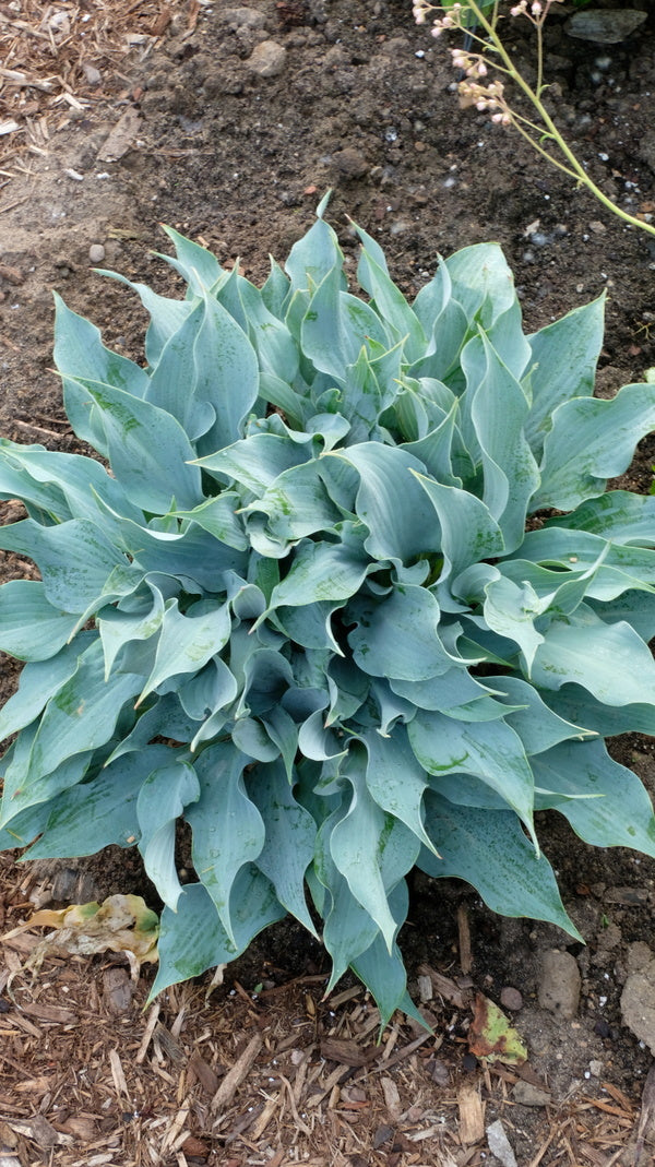 Image of Hosta 'Blue Twister' taken at Walters Gardens, MI by JLBG