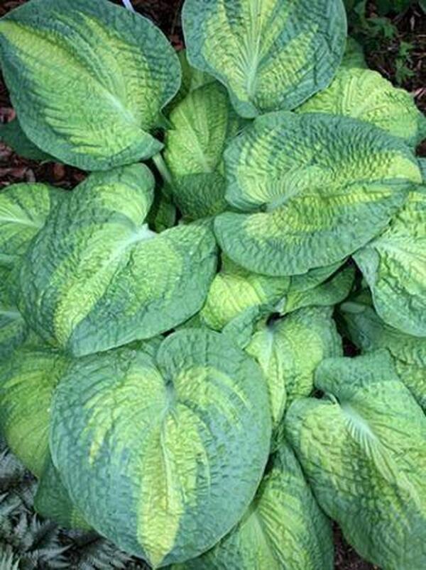 Image of Hosta 'Brother Stefan' taken at Juniper Level Botanic Gdn, NC by JLBG