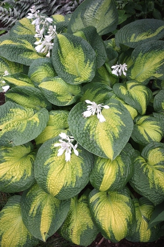 Image of Hosta 'Brother Stefan' taken at Juniper Level Botanic Gdn, NC by JLBG