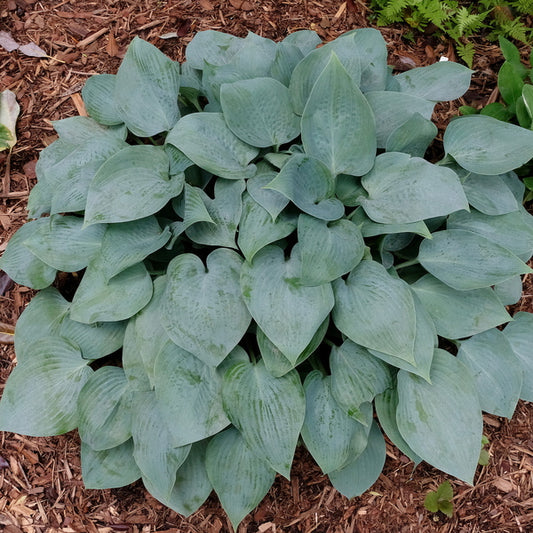 Image of Hosta 'Do Wop' taken at Juniper Level Botanic Gdn, NC by JLBG