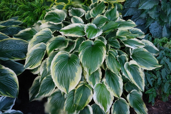 Image of Hosta 'Drop-dead Gorgeous' PP 33,318 taken at Walters Gardens, MI by JLBG