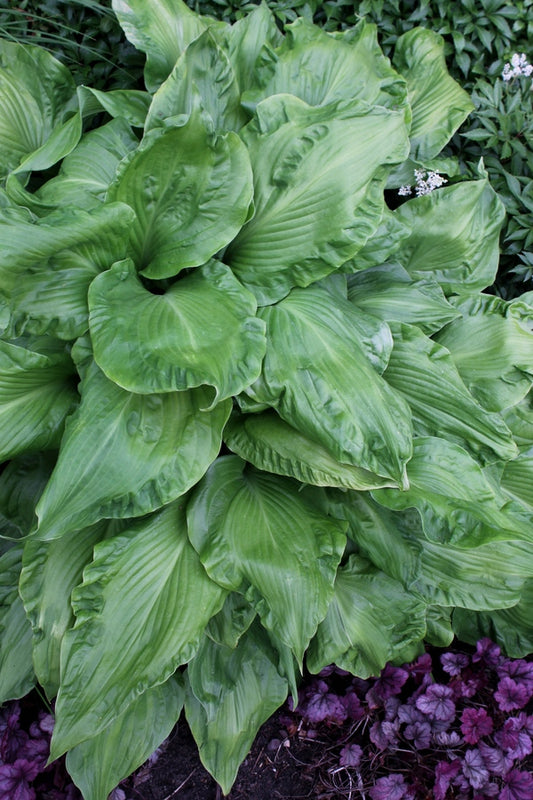 Image of Hosta 'Embroidery' taken at H. Hansen Gdn, MI by JLBG