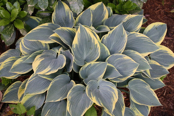 Image of Hosta 'First Frost' taken at Juniper Level Botanic Gdn, NC by JLBG