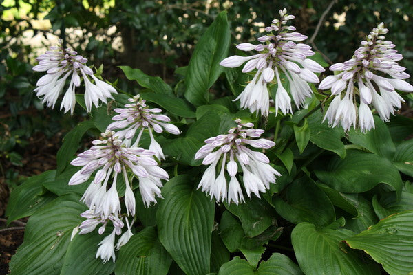 Image of Hosta 'Floramora' taken at Juniper Level Botanic Gdn, NC by JLBG
