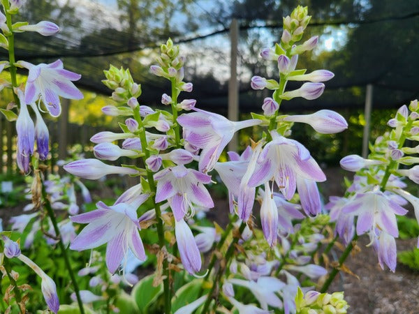 Image of Hosta 'Flower Show' taken at Juniper Level Botanic Gdn, NC by JLBG