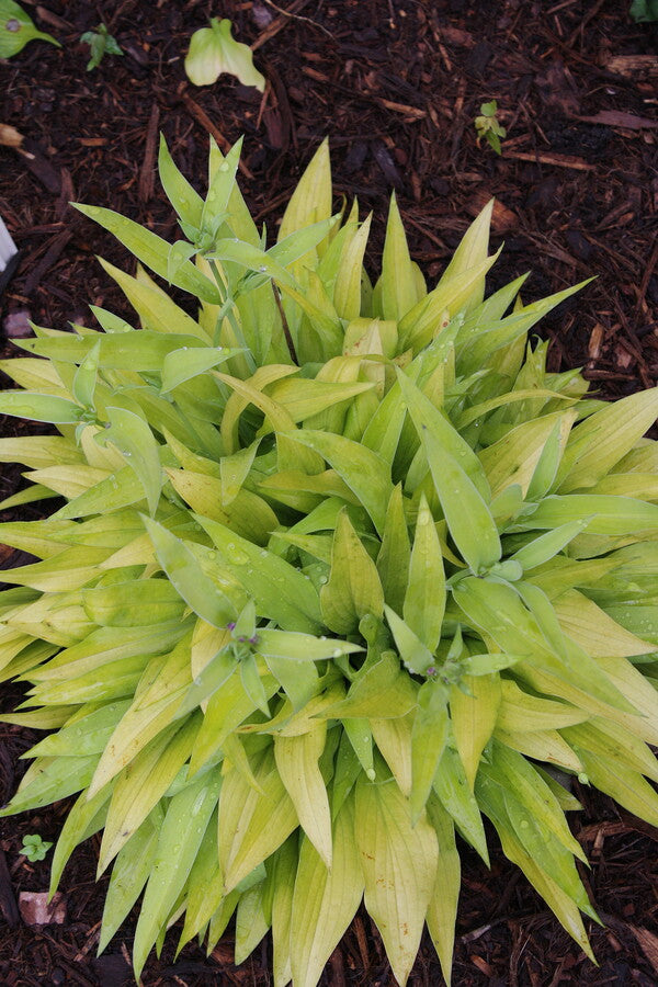 Image of Hosta 'Golden Fantasma' taken at Juniper Level Botanic Gdn, NC