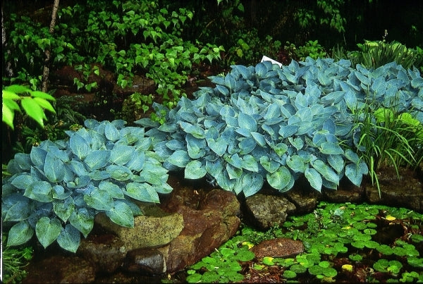 Image of Hosta 'Halcyon' taken at Daniels Gdn, IN