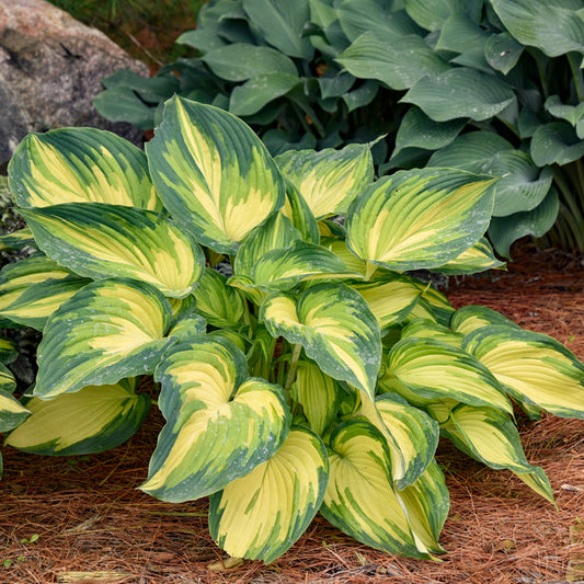 Image of Hosta 'My Fair Lady' PP 35,524 taken at Walters Gardens, MI by Walters Gardens