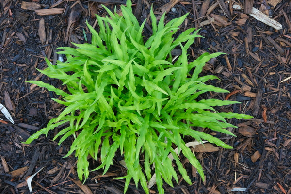 Image of Hosta 'Party Streamers' PP 33,277 taken at Juniper Level Botanic Gdn, NC by JLBG