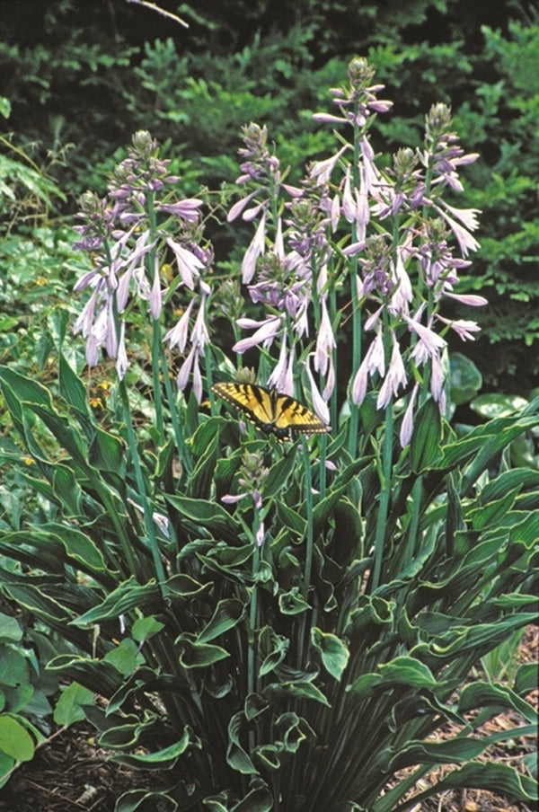 Image of Hosta 'Praying Hands' taken at Juniper Level Botanic Gdn, NC by JLBG