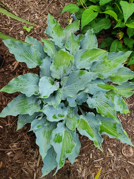 Image of Hosta 'Rippling Brook' taken at Juniper Level Botanic Gdn, NC by JLBG