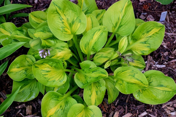 Image of Hosta 'Tattoo' taken at Juniper Level Botanic Gdn, NC by JLBG