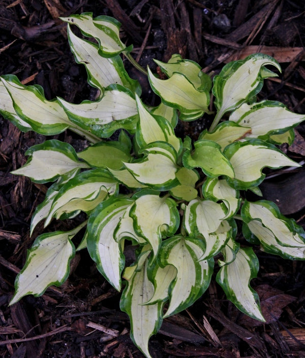 Image of Hosta 'Vanilla Bean' taken at Juniper Level Botanic Gdn, NC by JLBG