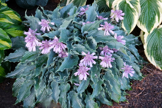 Image of Hosta 'Waterslide' PP 30,303 taken at Walters Gardens, MI by JLBG