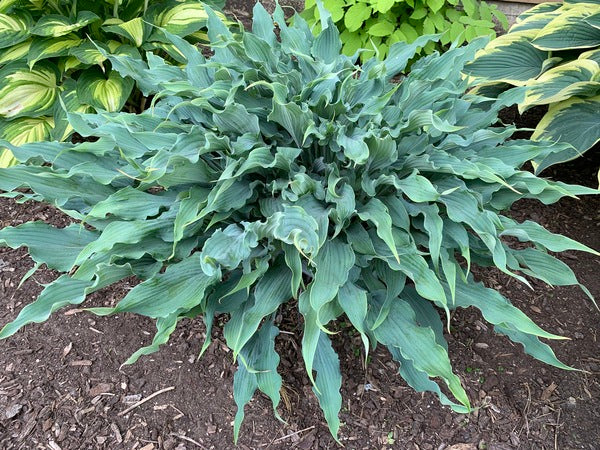 Image of Hosta 'Wild Imagination' PP 34,269 taken at Walters Gardens, MI by H. Hansen
