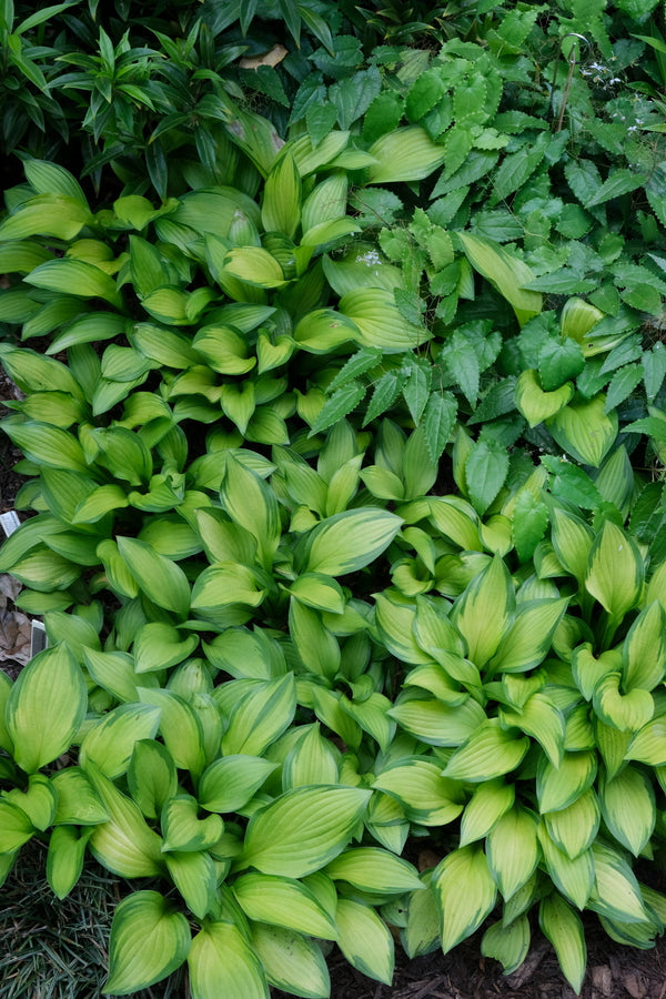 Image of Hosta rectifolia 'Aomori Gold Star' taken at Juniper Level Botanic Gdn, NC by JLBG