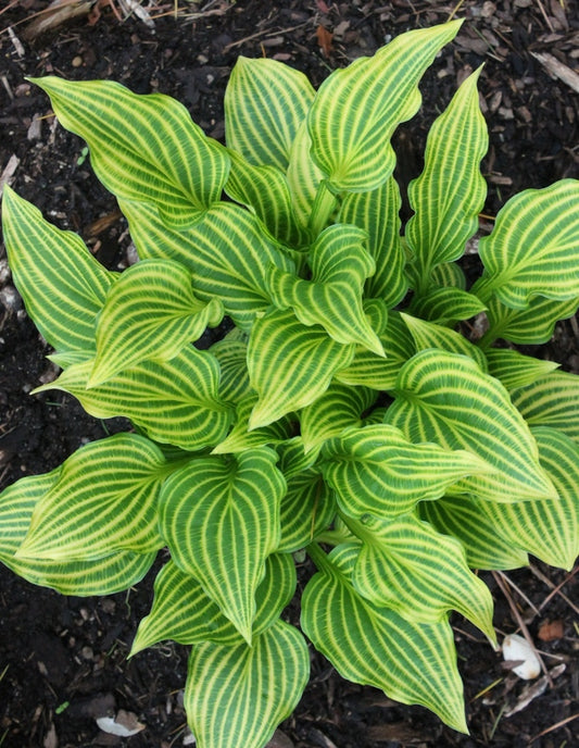 Image of Hosta rectifolia 'Mito-no-hana' taken at Juniper Level Botanic Gdn, NC by JLBG