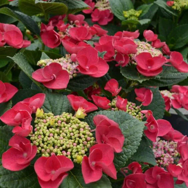 Image of Hydrangea macrophylla 'McKay' PP 28,757 by McKay Nursery
