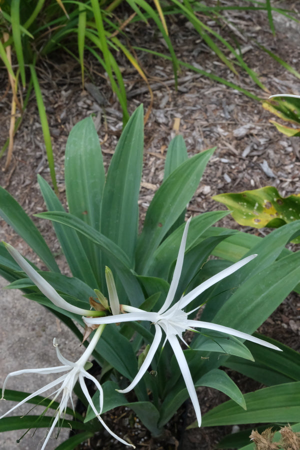 Image of Hymenocallis azteciana 'Jalisco Blue' taken at Juniper Level Botanic Gdn, NC by JLBG