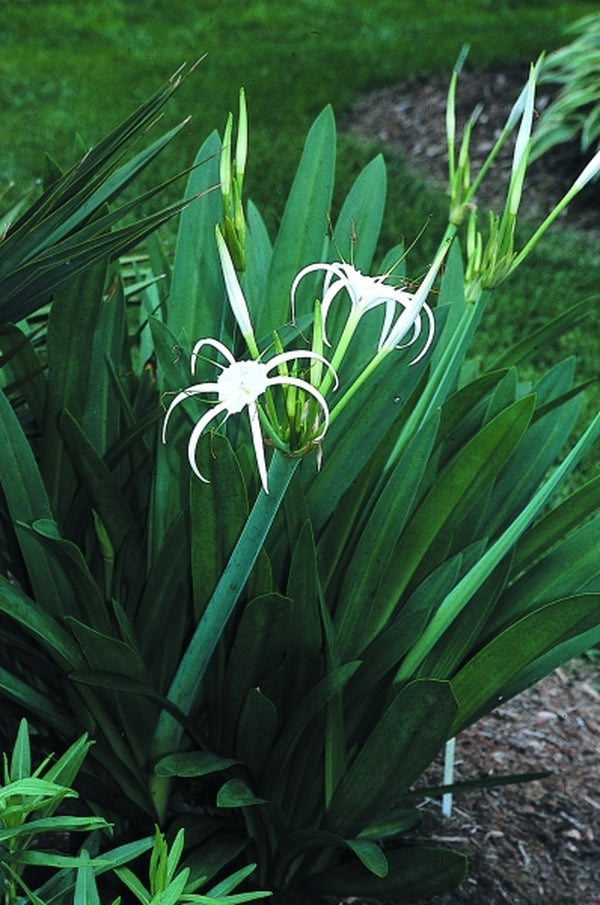 Image of Hymenocallis caribaea 'Tropical Giant' taken at Juniper Level Botanic Gdn, NC by JLBG