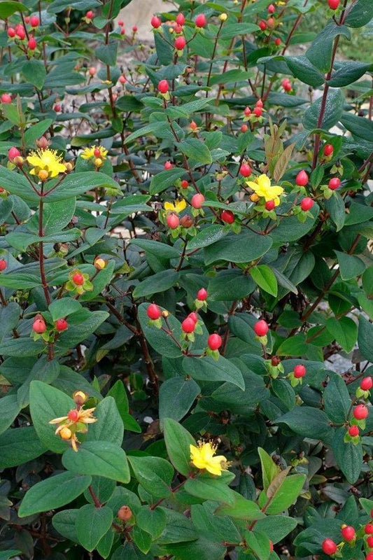 Image of Hypericum x inodorum 'Hypearl Compact Red' taken at Juniper Level Botanic Gdn, NC by JLBG