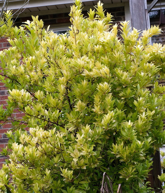 Image of Illicium parviflorum 'Florida Sunshine' taken at Juniper Level Botanic Gdn, NC by JLBG