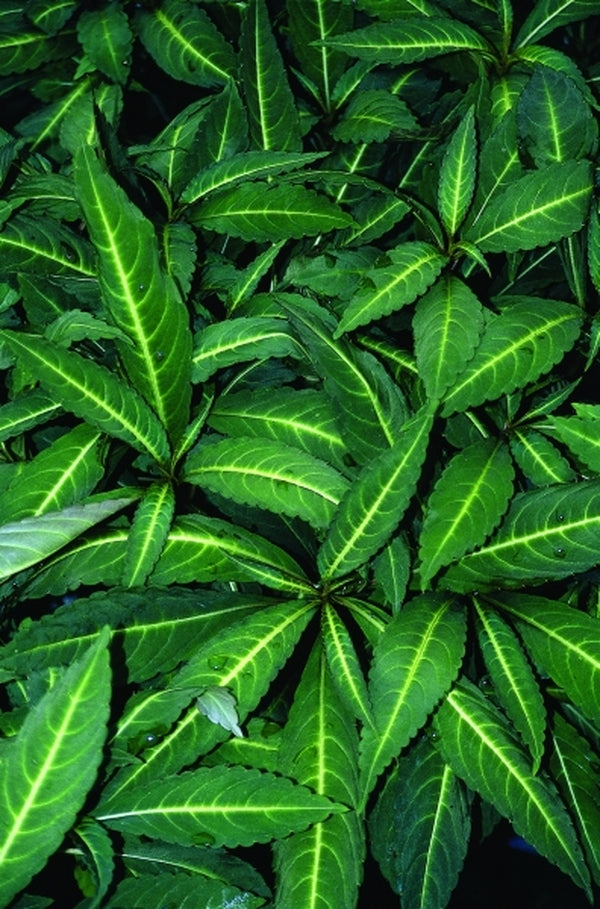 Image of Impatiens omeiana 'Eco Mount Emei' taken at Juniper Level Botanic Gdn, NC by JLBG
