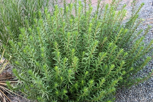 Image of Ionactis linariifolia 'Little Stiffy' taken at Juniper Level Botanic Gdn, NC by JLBG