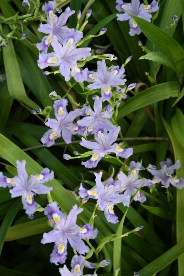 Image of Iris japonica 'Skirt Chaser' taken at Juniper Level Botanic Gdn, NC by JLBG