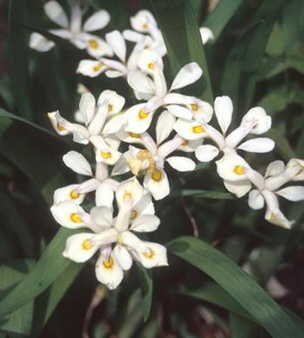 Image of Iris odaesanensis taken at H. Hansen Gdn, MN by H. Hansen