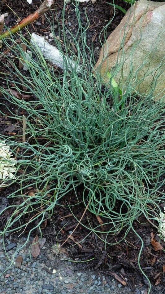 Image of Juncus inflexus 'Afro' taken at Juniper Level Botanic Garden, Raleigh NC by JLBG