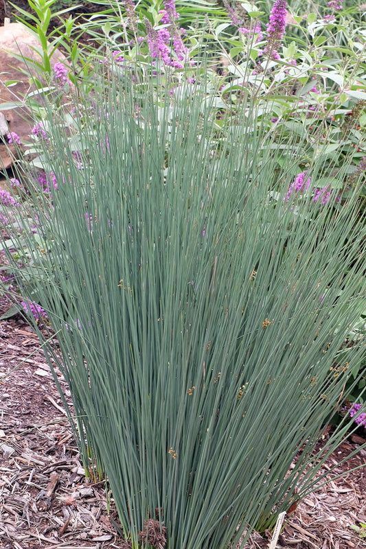Image of Juncus patens 'Carman's Grey'